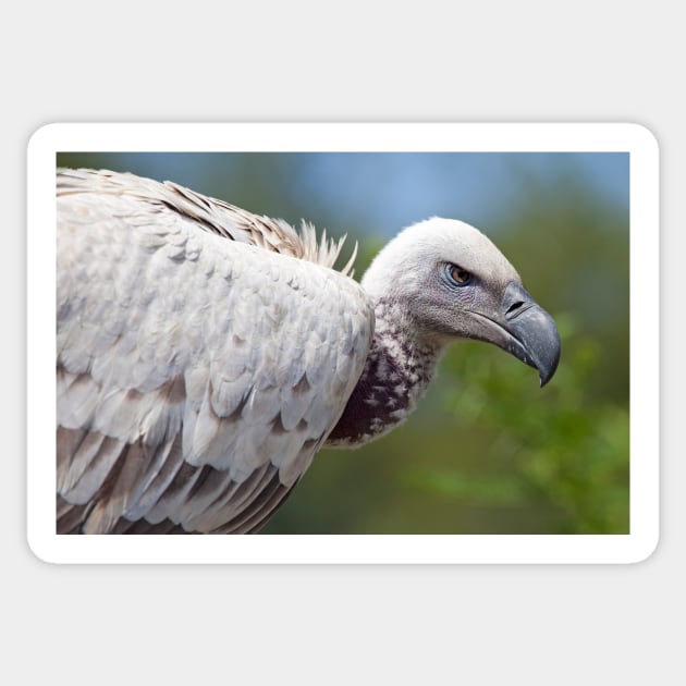 Cape Vulture close-up Sticker by Melissa Peltenburg Travel Photography